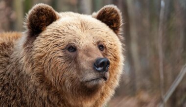 Kohus peatas taas karujahi