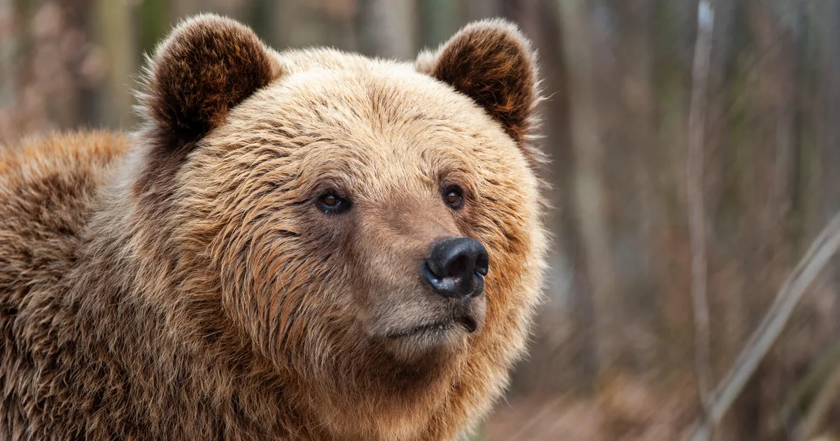 Kohus peatas taas karujahi