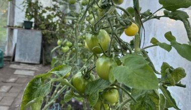 tomatid suvel ei küpsenud, nüüd on kasvuhoone rohelisi vilju täis