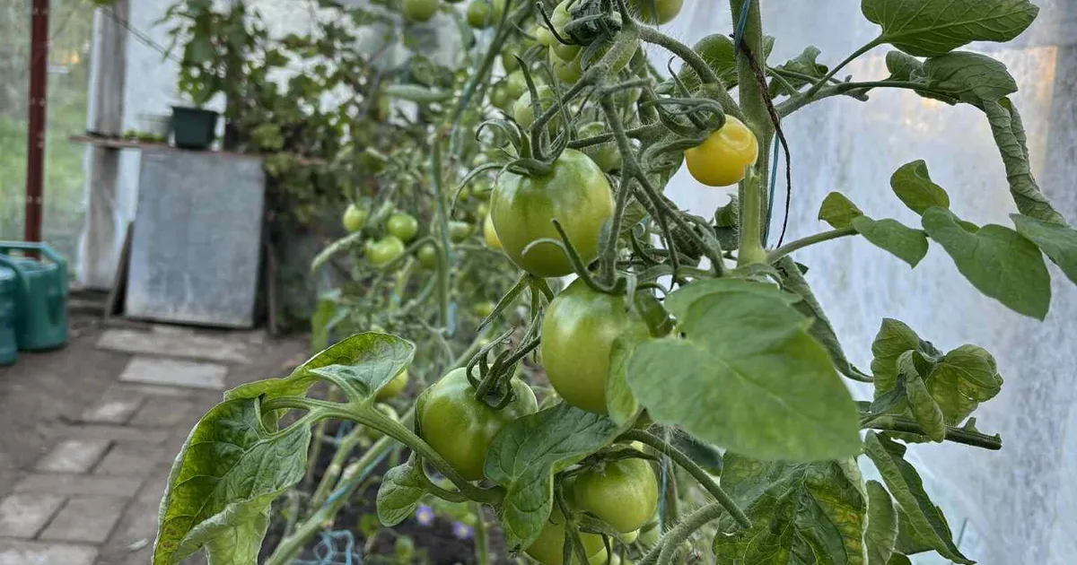 tomatid suvel ei küpsenud, nüüd on kasvuhoone rohelisi vilju täis