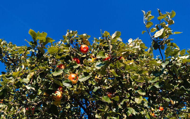 Huvitaja. Sügis aias. Välismaal õppimine | Vikerraadio