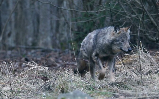 Soome hundipopulatsioon kasvas aastaga järsult | Välismaa