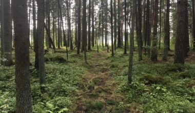 Eesti soovib Euroopa Komisjoniga LULUCF kliimaeesmärke arutada | Majandus