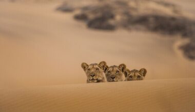 ETV2 esitleb Matsalu loodusfilmide festivali pärleid | Tele