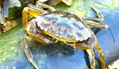 Merealused kaablid kütkestavad emaseid krabisid | Keskkond