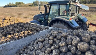 Liigniiskus ei ole veel tänavust kartulisaaki rikkunud | Majandus