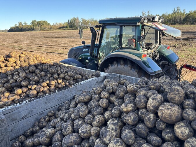 Liigniiskus ei ole veel tänavust kartulisaaki rikkunud | Majandus