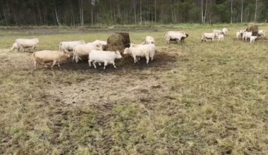 "AK. Nädal": Soomaa veisekasvatajad on hädas sagenenud hundirünnakutega | Eesti