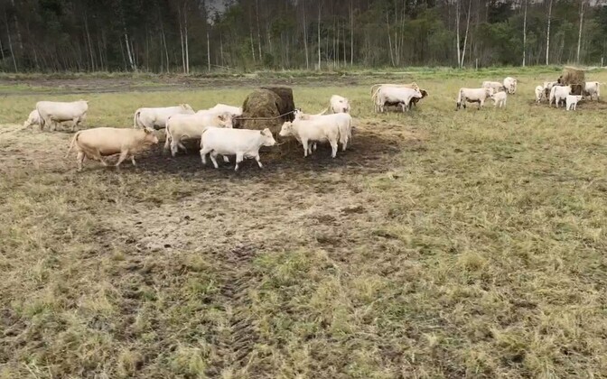 "AK. Nädal": Soomaa veisekasvatajad on hädas sagenenud hundirünnakutega | Eesti
