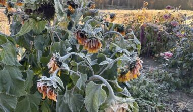 Köögiviljakasvatajad veel öökülmade pärast ei muretse | Eesti