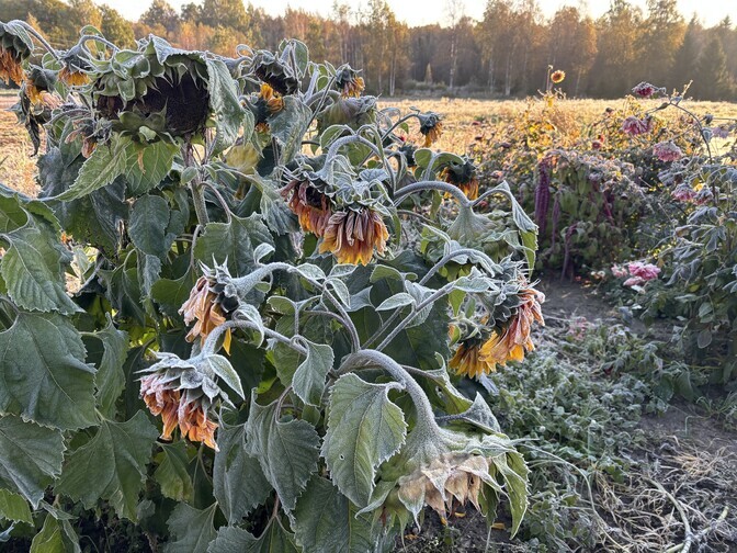 Köögiviljakasvatajad veel öökülmade pärast ei muretse | Eesti