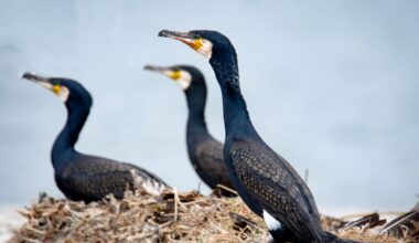 Kormoranide rünnak: kalurid on asunud siseveekogusid tõsise ohu eest kaitsma