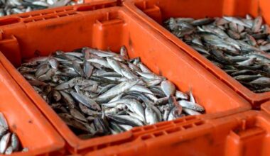 Põhjalahe räimepüügikvooti plaanitakse vähendada võrreldes selle aastaga enam kui 60 protsenti.