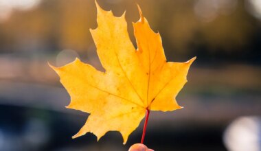 NÄDALA ILMAPROGNOOS ⟩ Temperatuur ei lange veel alla nulli
