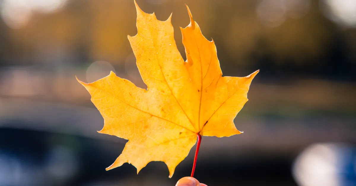 NÄDALA ILMAPROGNOOS ⟩ Temperatuur ei lange veel alla nulli