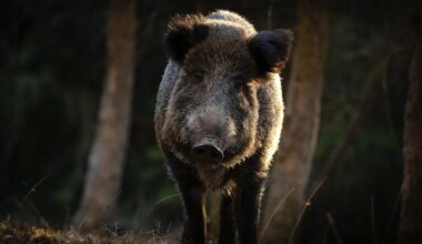 Metssigu kütiti varasemast kaks korda enam - Lõuna-Eesti Postimees