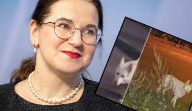 «See koer on viimased viis aastat jalutanud seal.» Liisa Pakosta koer valmistab Kalamaja elanikele muret