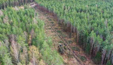 Kohus peatas Nursipalus kuni kahekordse kiirtee laiuste teekoridoride raiumise