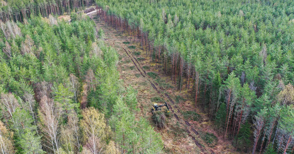 Kohus peatas Nursipalus kuni kahekordse kiirtee laiuste teekoridoride raiumise