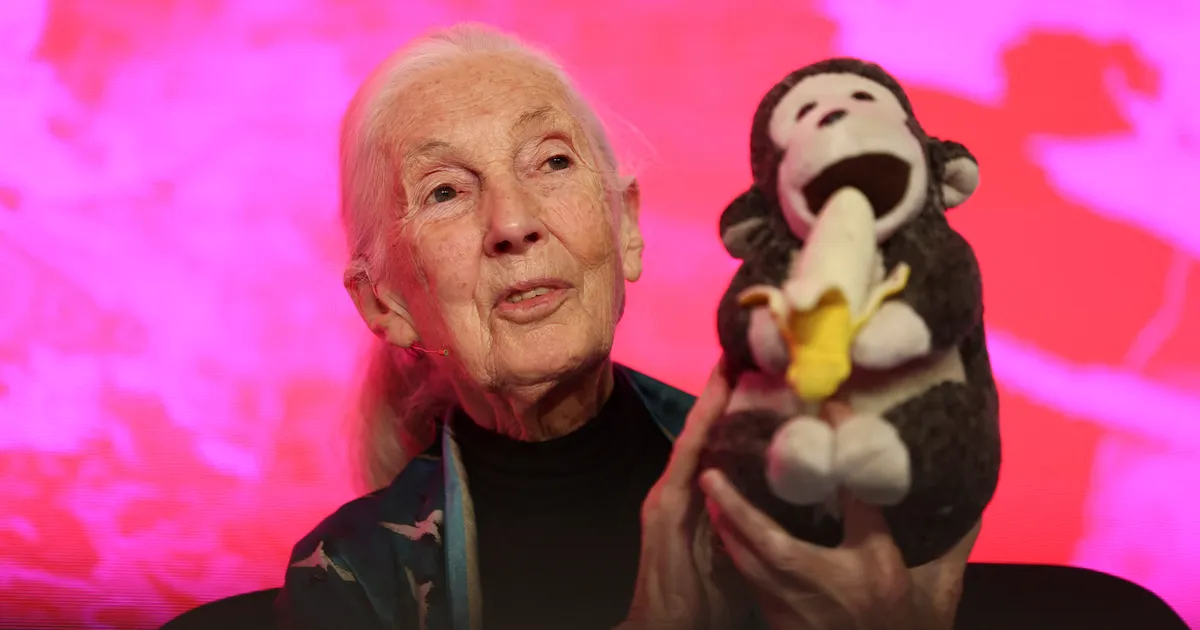 IN MEMORIAM ⟩ Lahkus maailma muutnud loodusteadlane. Jane Goodall 3. aprill 1934 – 1. oktoober 2025