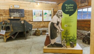 Näitus uurib, kuidas käbist kasvab puu