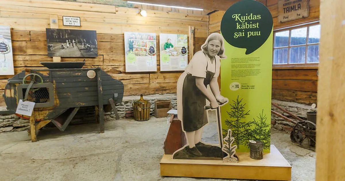 Näitus uurib, kuidas käbist kasvab puu