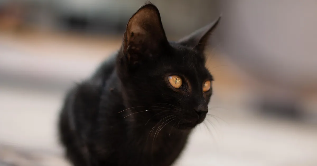 Naine leidis tee ääres vedelenud kassi juurest üllatava sisuga kirja