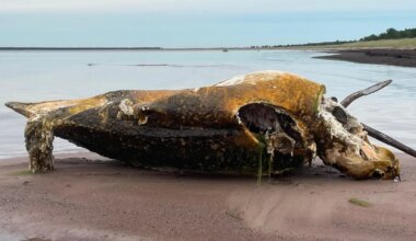 Nahkkilpkonn, eksootiline tulnukas Saaremaa rannas