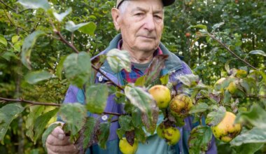 Kasin ja kärnane õunasaak toob kasvataja silma pisara - Postimees