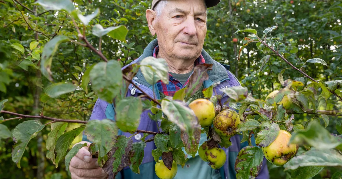 Kasin ja kärnane õunasaak toob kasvataja silma pisara - Postimees