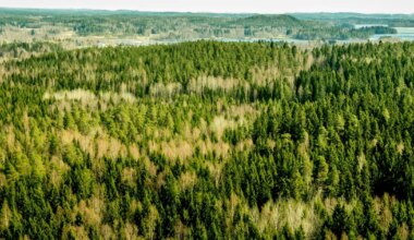Soome kuused sisaldavad seda väärismetalli