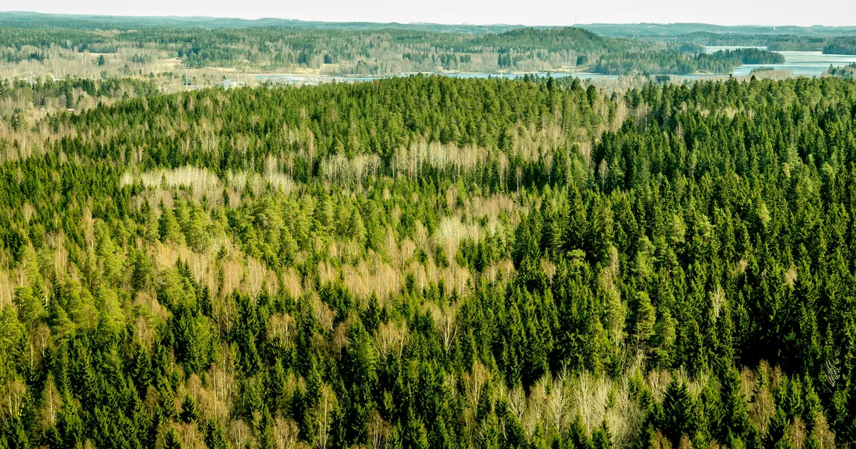 Soome kuused sisaldavad seda väärismetalli