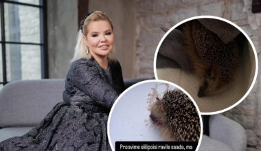«Siil ei ole süüdi, et sa k****i bemmi ostsid!» Marju Karin võttis auto alla jäänud loomakese enda hoole alla