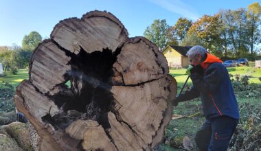 Teadlased selgitasid välja sae alla läinud suure saarepuu vanuse