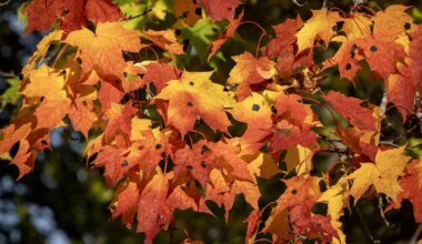 LOODUSFOTO ⟩ Vahtra pigilaikudel puudub seos õhu puhtusega