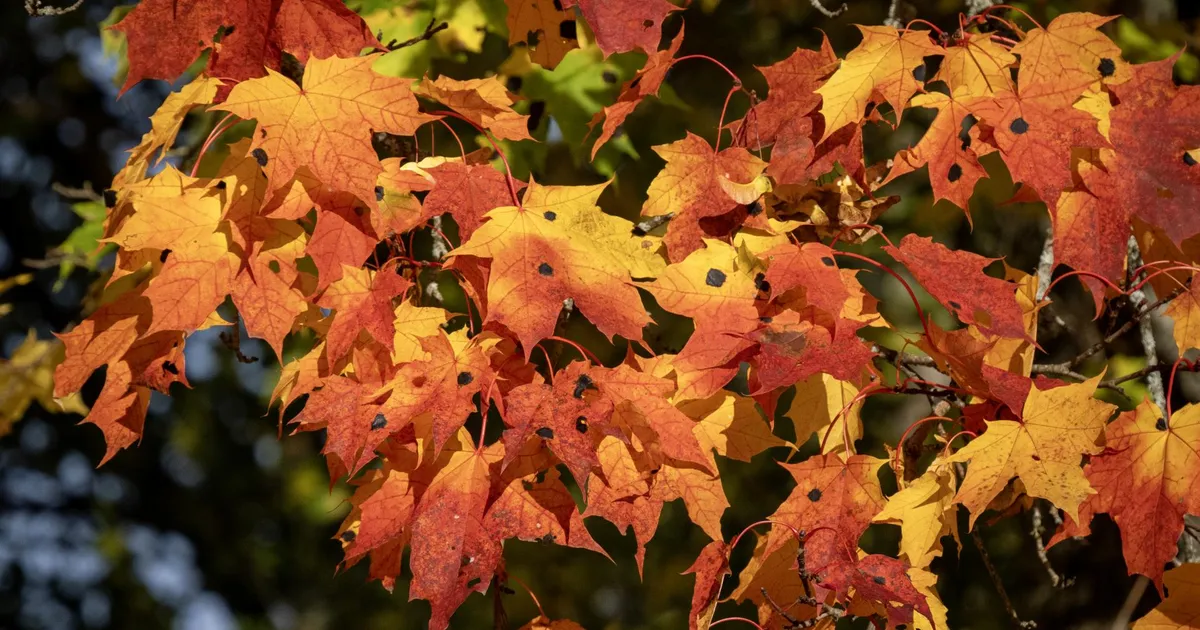 LOODUSFOTO ⟩ Vahtra pigilaikudel puudub seos õhu puhtusega