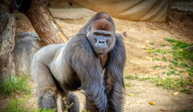 VIDEO ⟩ Noor gorilla lõi loomaaias klaasi puruks ja pani külastajad ehmuma