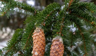 Mulgi vald otsib jõulupuid