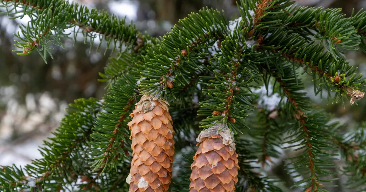 Mulgi vald otsib jõulupuid