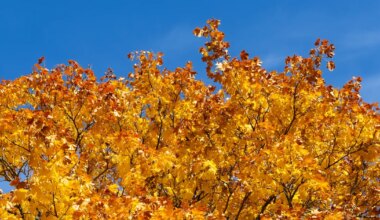 Jääral liigub mõte süsteemselt, Neitsi on edule orienteeritud