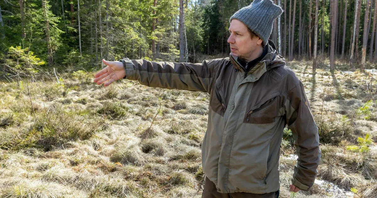 Surnud puu, elav soo – Eesti looduse suurim paradoks