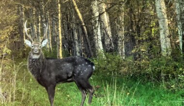 Mõtlesin, et kellegi kariloom on lahti pääsenud
