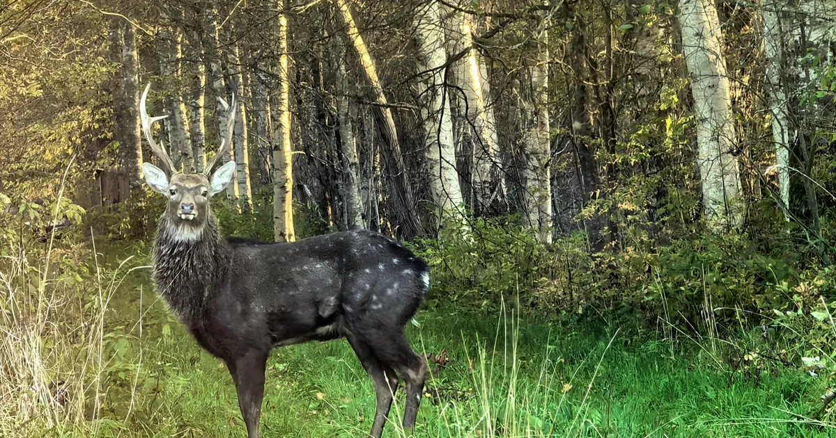 Mõtlesin, et kellegi kariloom on lahti pääsenud