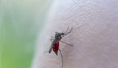 Islandil loodusest leiti esimesed kolm sääske