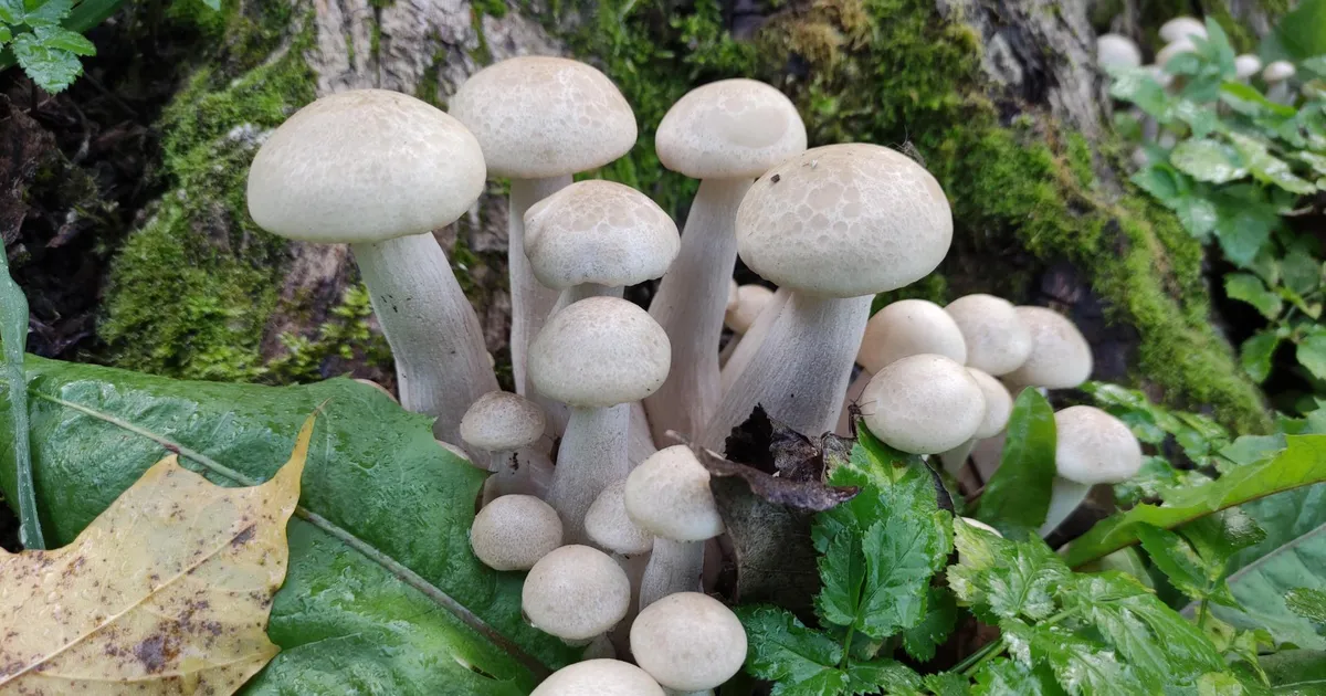 Valuoja orus leidis elupaiga harva kohatav seen