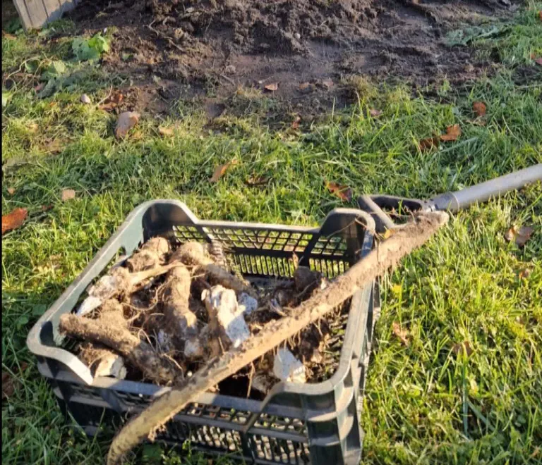 Ekraanipilt saatest «Ringvaade».