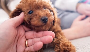 VIDEO ⟩ Väikse puudlikutsika omanik oli šokis, kui nägi, kui suureks tema koer tegelikult kasvas