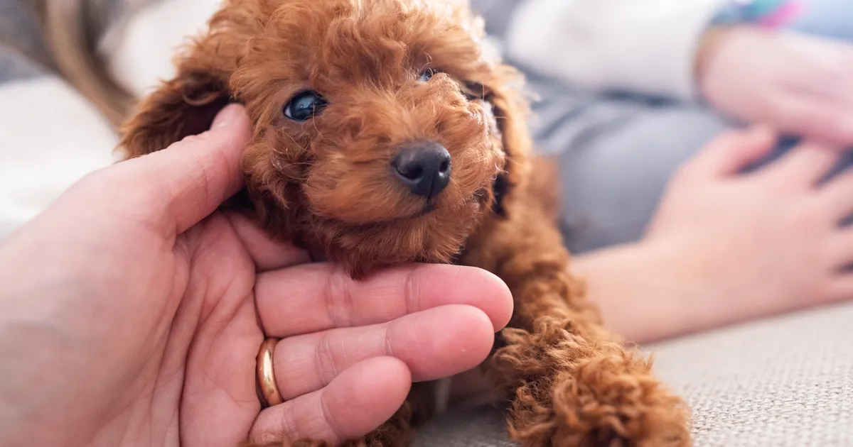 VIDEO ⟩ Väikse puudlikutsika omanik oli šokis, kui nägi, kui suureks tema koer tegelikult kasvas