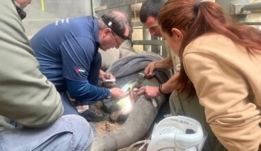 FOTO ⟩ Tallinna loomaaia loomaarst tegi Saksamaal elevandile keerulise kihvaoperatsiooni