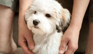 Varjupaika sattunud koera kiipi kontrollides selgus midagi ootamatut